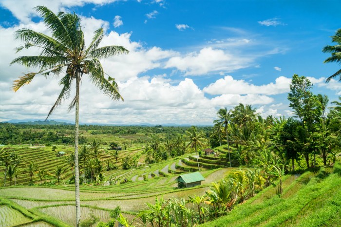 Rice jatiluwih bali terraces indonesia landscape terrace tour paddies bedugul magical interesting places