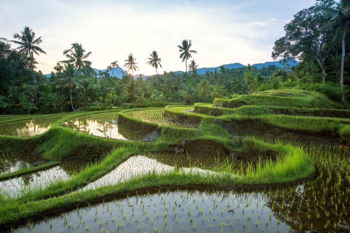 Jatiluwih terraces cestujlevne