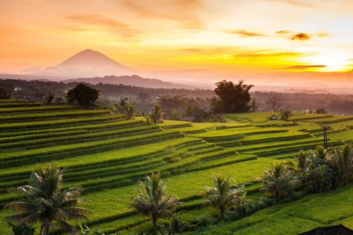 Jatiluwih rice terraces