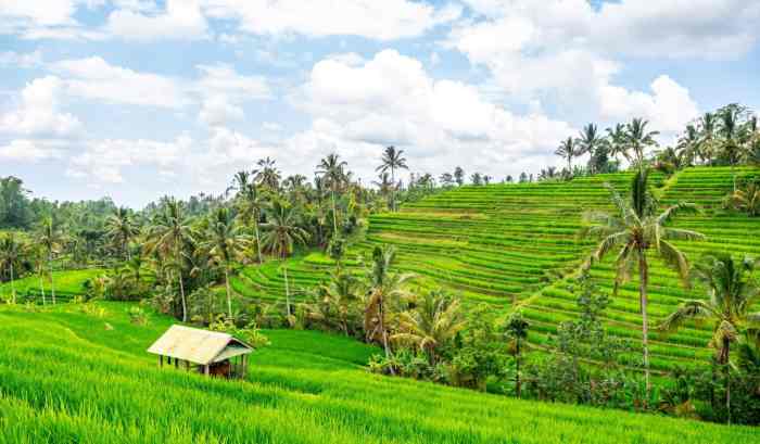 Bali terraces delights jatiluwih paddies